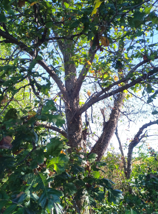 Screenshot 2025-12-19 143553.png