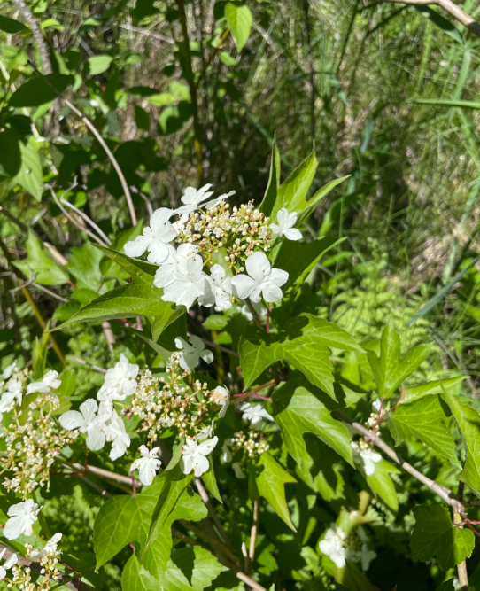 Screenshot 2025-12-31 112835.png