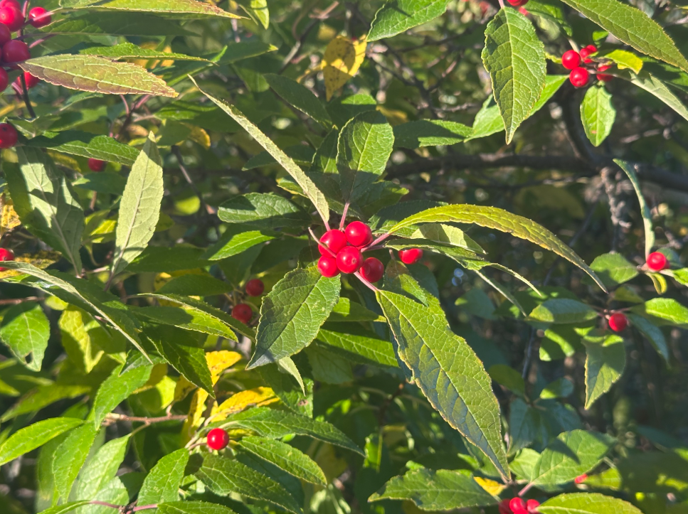 Screenshot 2025-12-31 114852.png