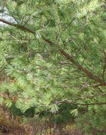 Screenshot 2025-12-28 143255.png (Copy)