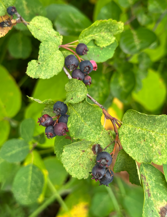 Screenshot 2025-12-31 113814.png