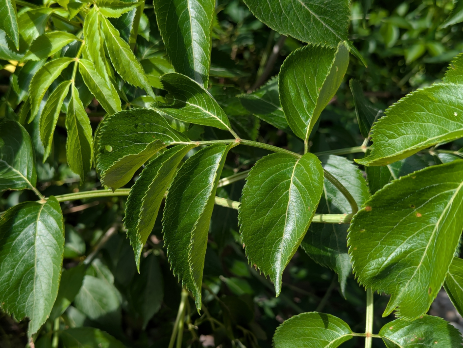 Screenshot 2025-12-28 145333.png