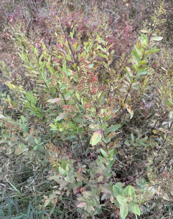 Screenshot 2025-12-31 113305.png