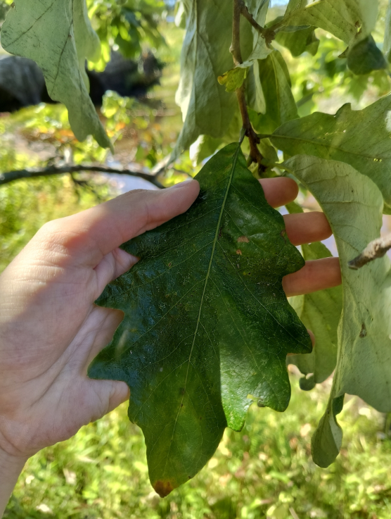 Screenshot 2025-12-20 155330.png