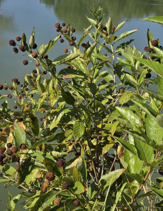 Screenshot 2025-12-31 121829.png