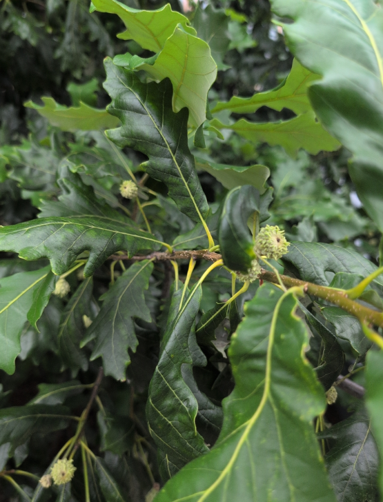 Screenshot 2025-12-20 155433.png