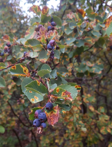 Screenshot 2025-12-31 113736.png