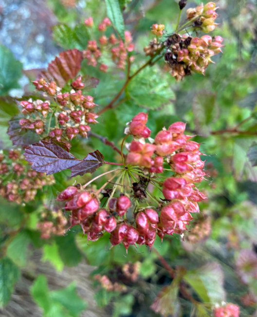 Screenshot 2025-12-31 111953.png