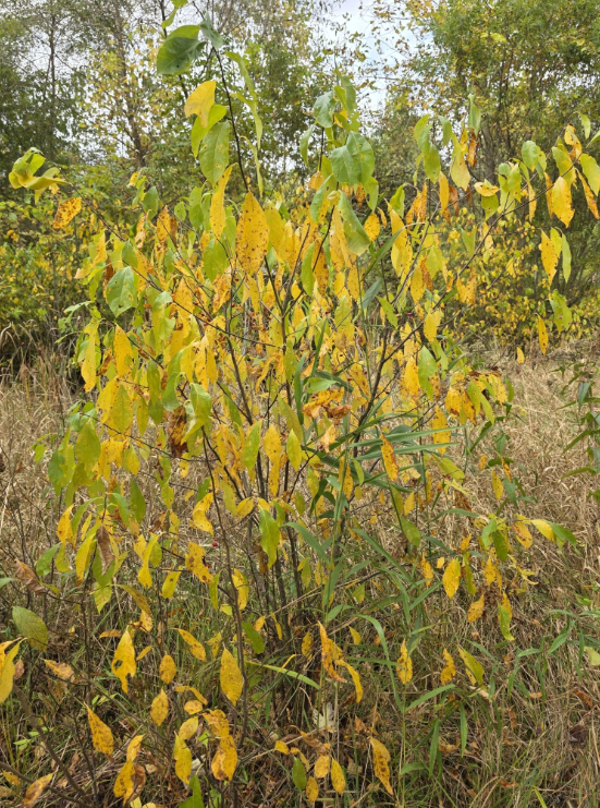 Screenshot 2025-12-31 114341.png