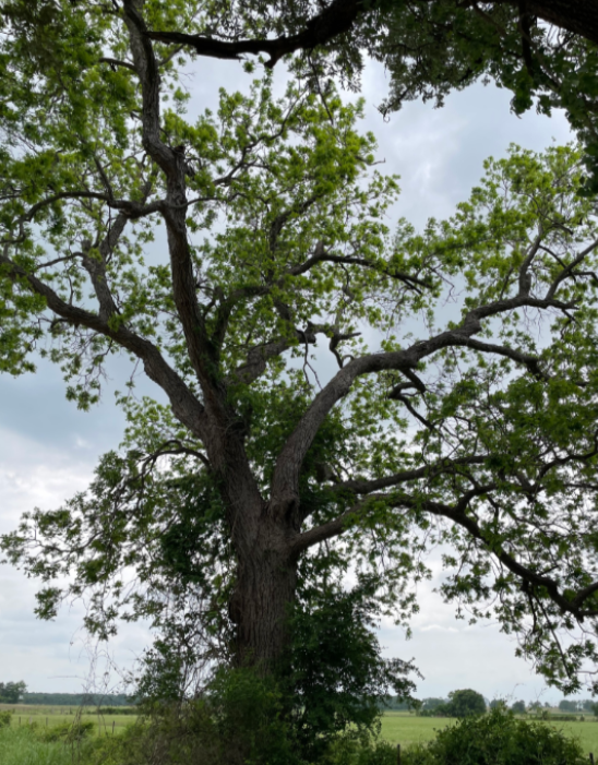 Screenshot 2026-01-02 124851.png