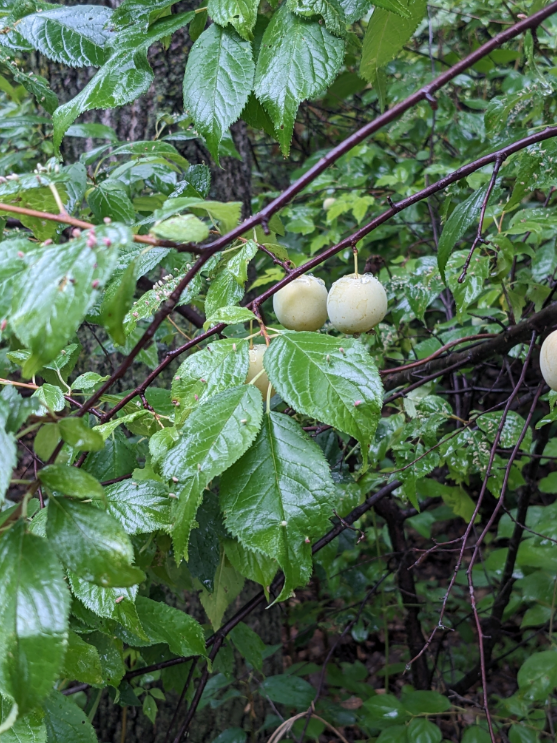 Screenshot 2025-12-19 142708.png