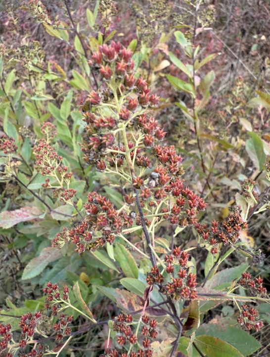 Screenshot 2025-12-31 113313.png