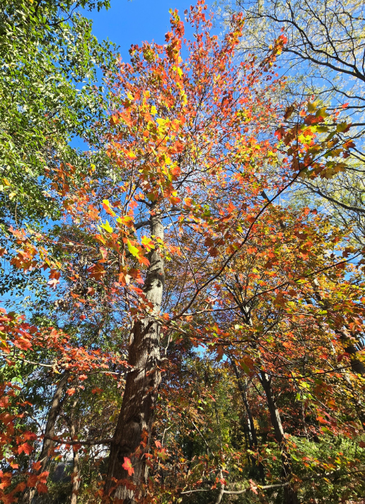 Screenshot 2025-12-19 162926.png