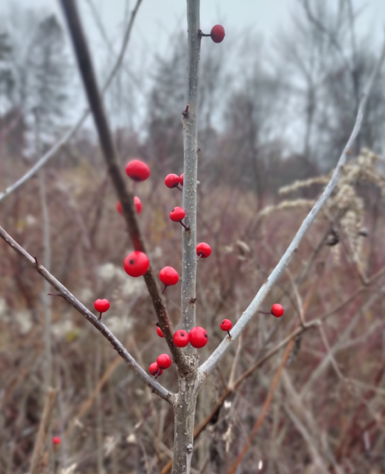 Screenshot 2025-12-31 114828.png