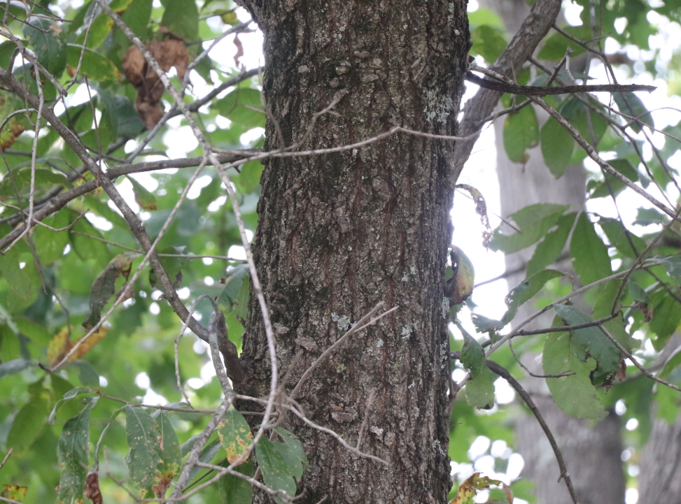 Screenshot 2025-12-19 163817.png