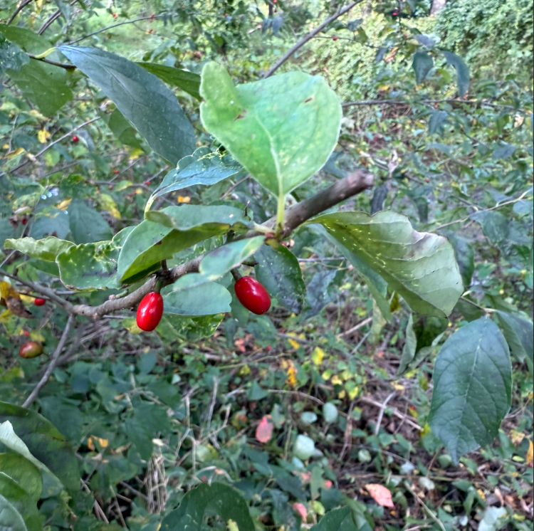 Screenshot 2025-12-31 114440.png