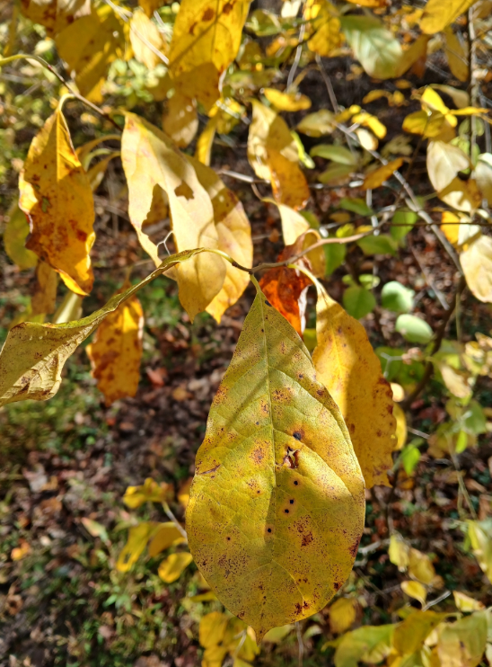 Screenshot 2025-12-31 114314.png