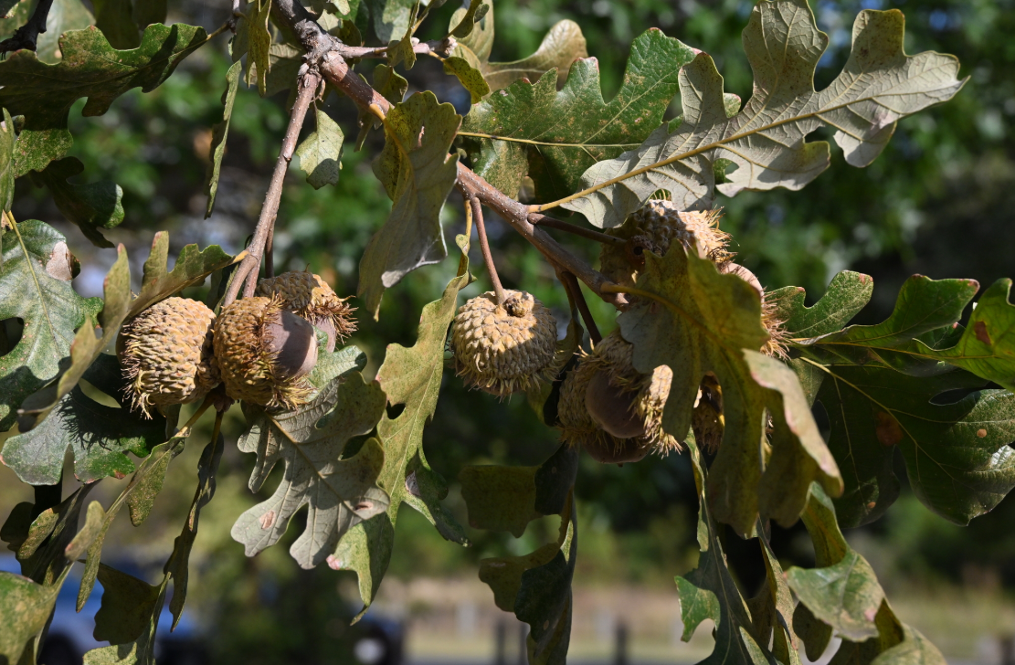 Bur Oak