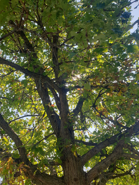 Screenshot 2025-12-19 143614.png