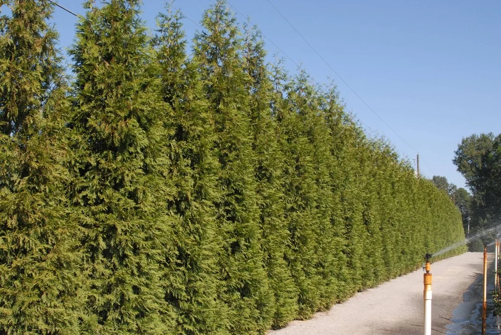 Hedge Hedge Jim Robbins CC BY-NC-ND 4.0.jpg