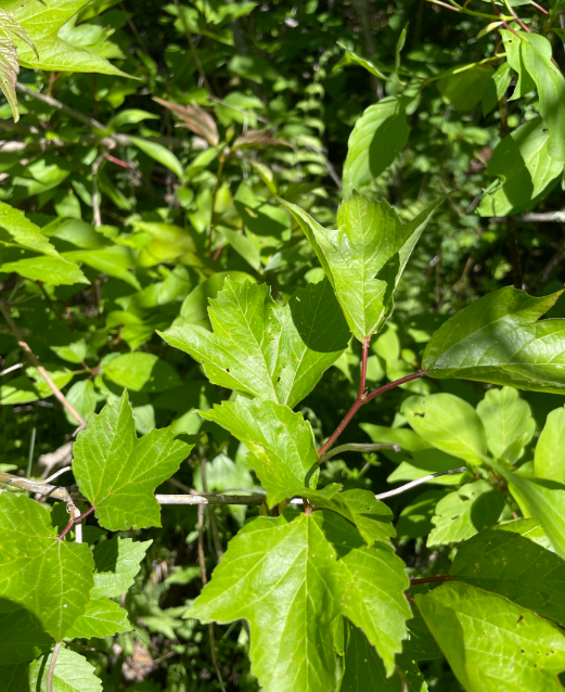 Screenshot 2025-12-31 112823.png