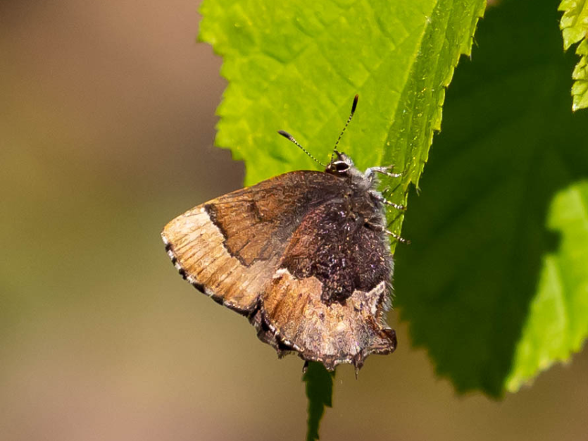 Screenshot 2025-12-31 115122.png