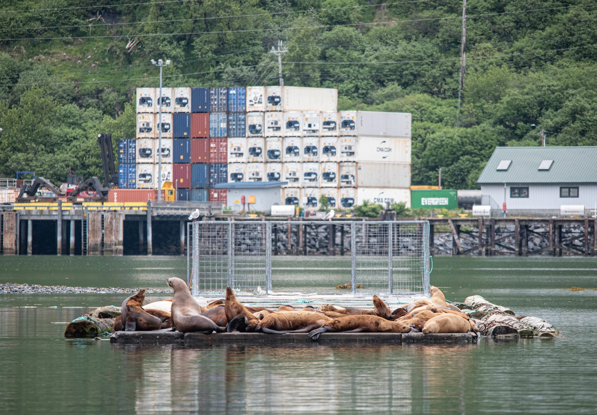 A group of dogs lying on a floating platform in a body of water, with a background of green trees, utility poles, and shipping containers.
