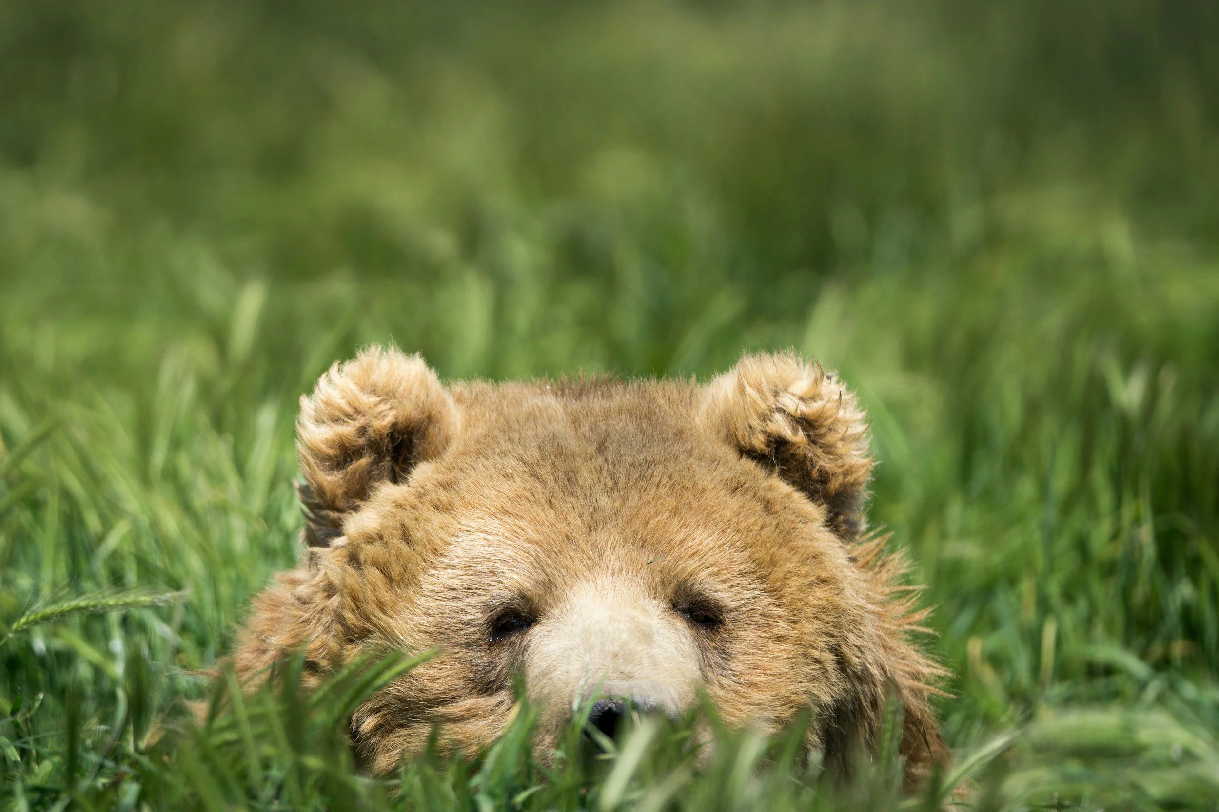 A close-up of a bears face resting on the grass, with a blurred green background.