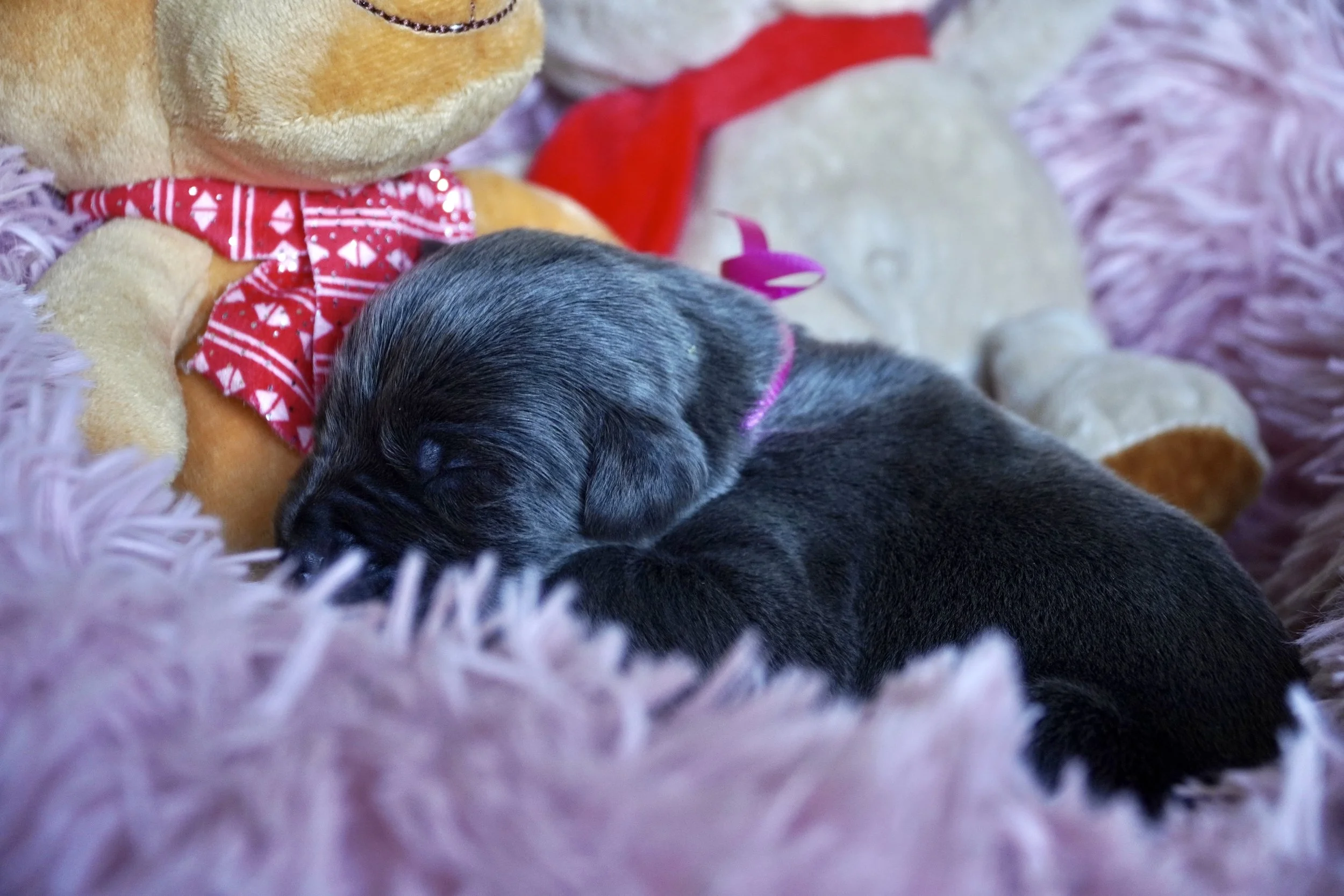 Cane Corso Puppies for Sale in Las Vegas Teztope Corsos — TezTope Corsos