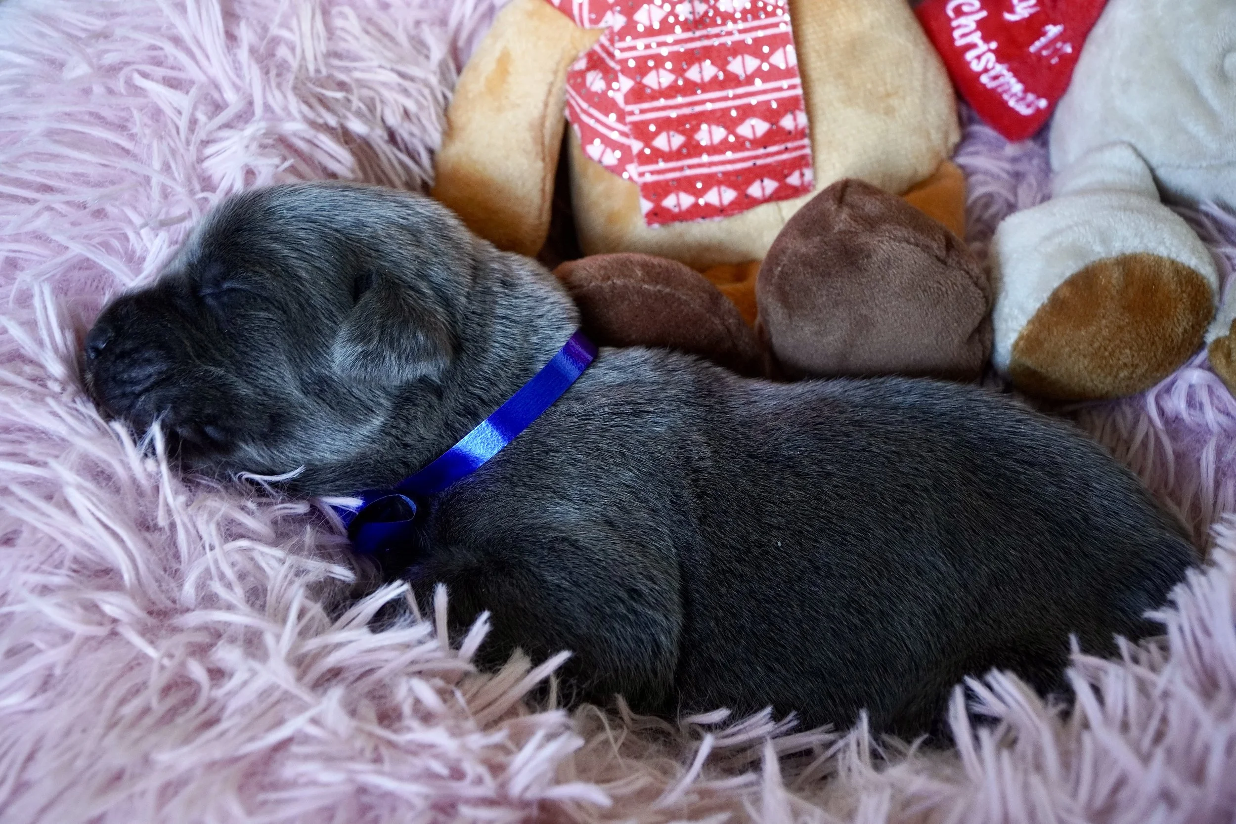 Cane Corso Puppies for Sale in Las Vegas Teztope Corsos — TezTope Corsos