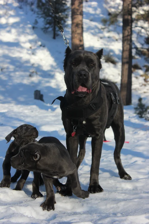 Cane Corso Dogs for Sale in Las Vegas Dogs Breeding Facility