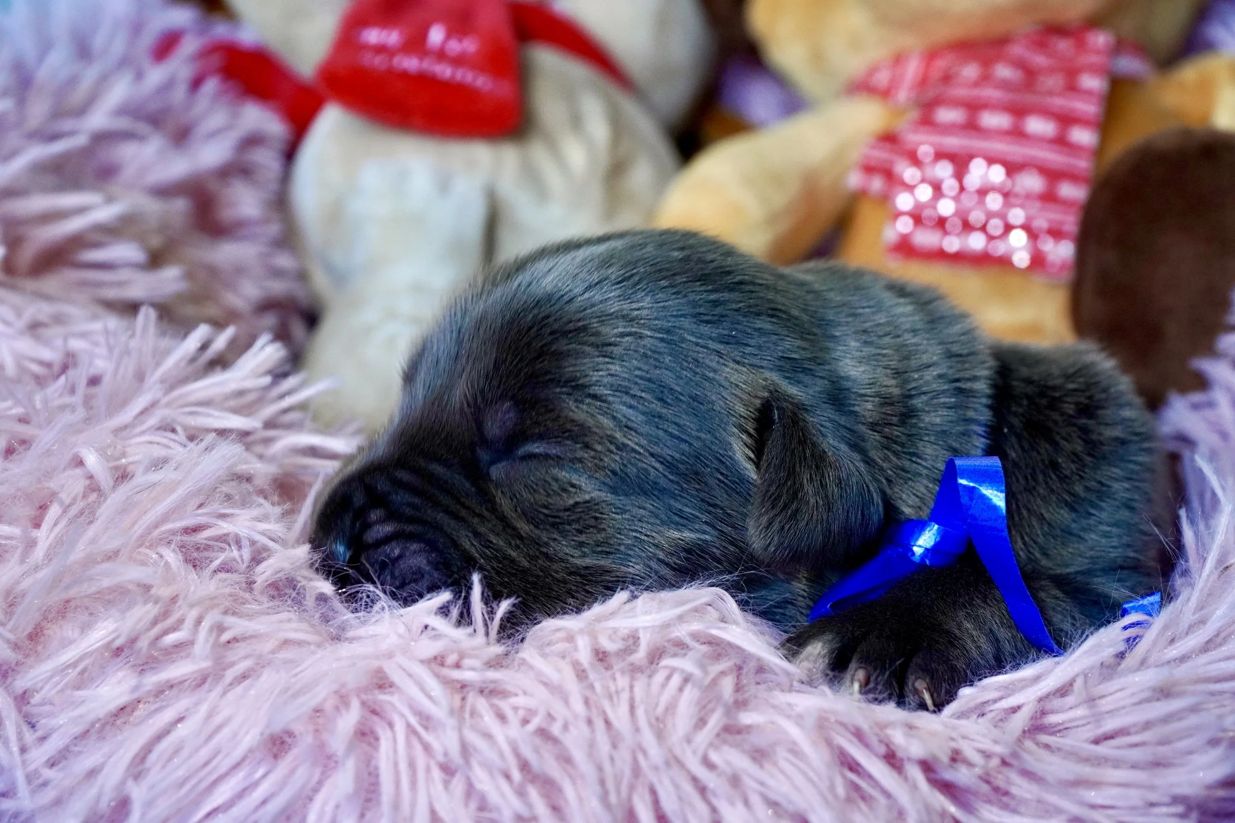 Cane Corso Puppies for Sale in Las Vegas Teztope Corsos — TezTope Corsos