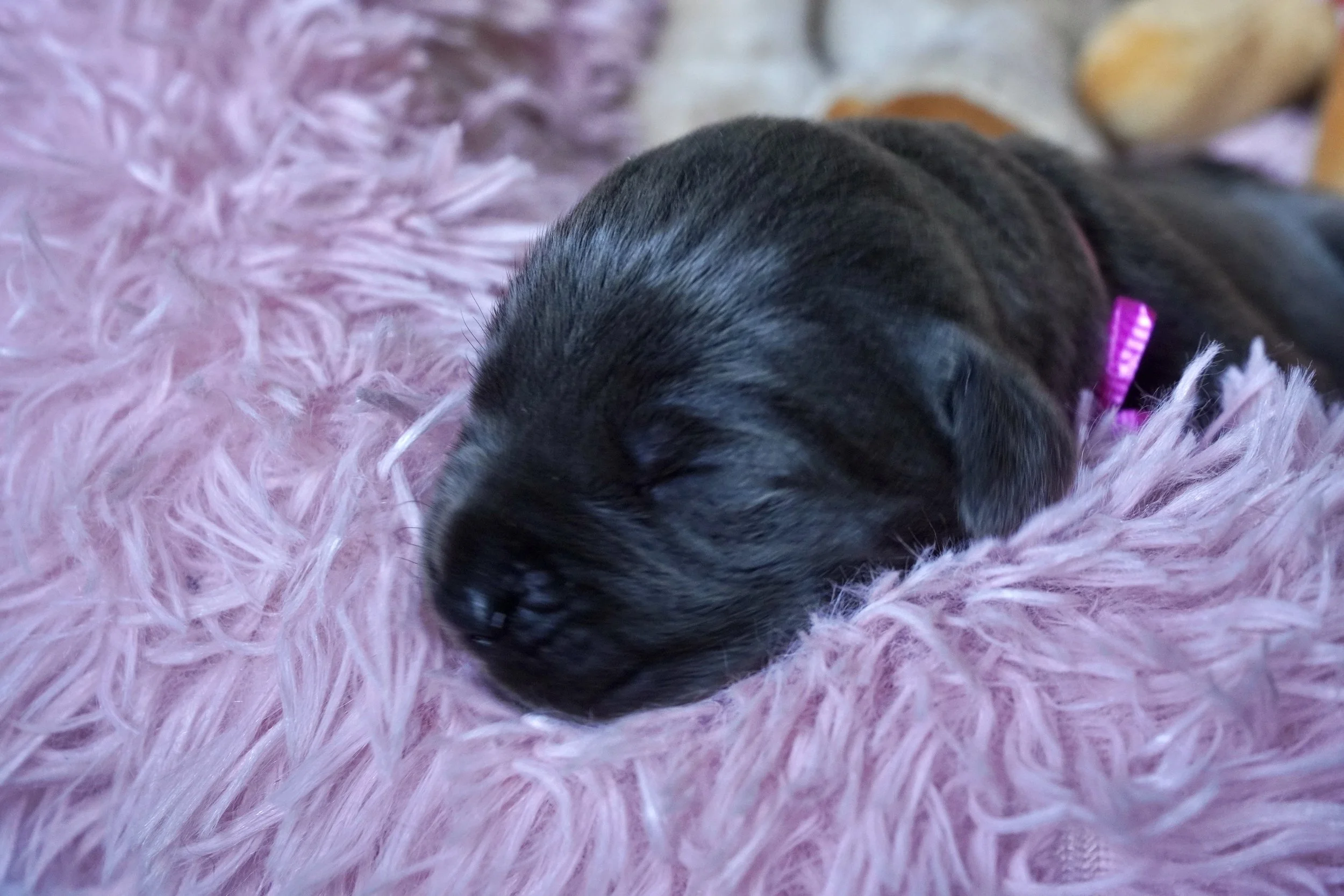 Cane Corso Puppies for Sale in Las Vegas Teztope Corsos — TezTope Corsos