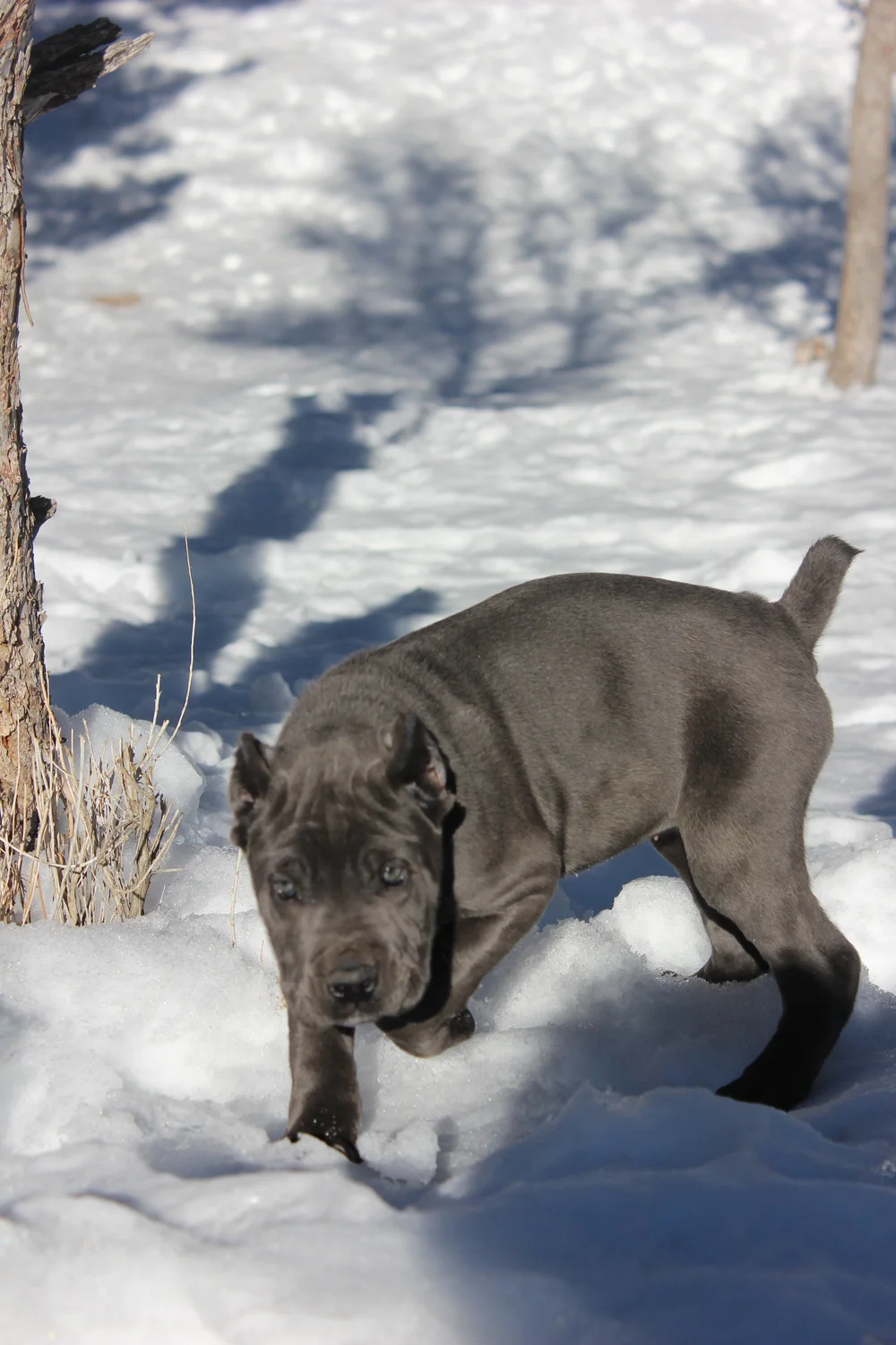 Cane Corso Dogs for Sale in Las Vegas Dogs Breeding Facility