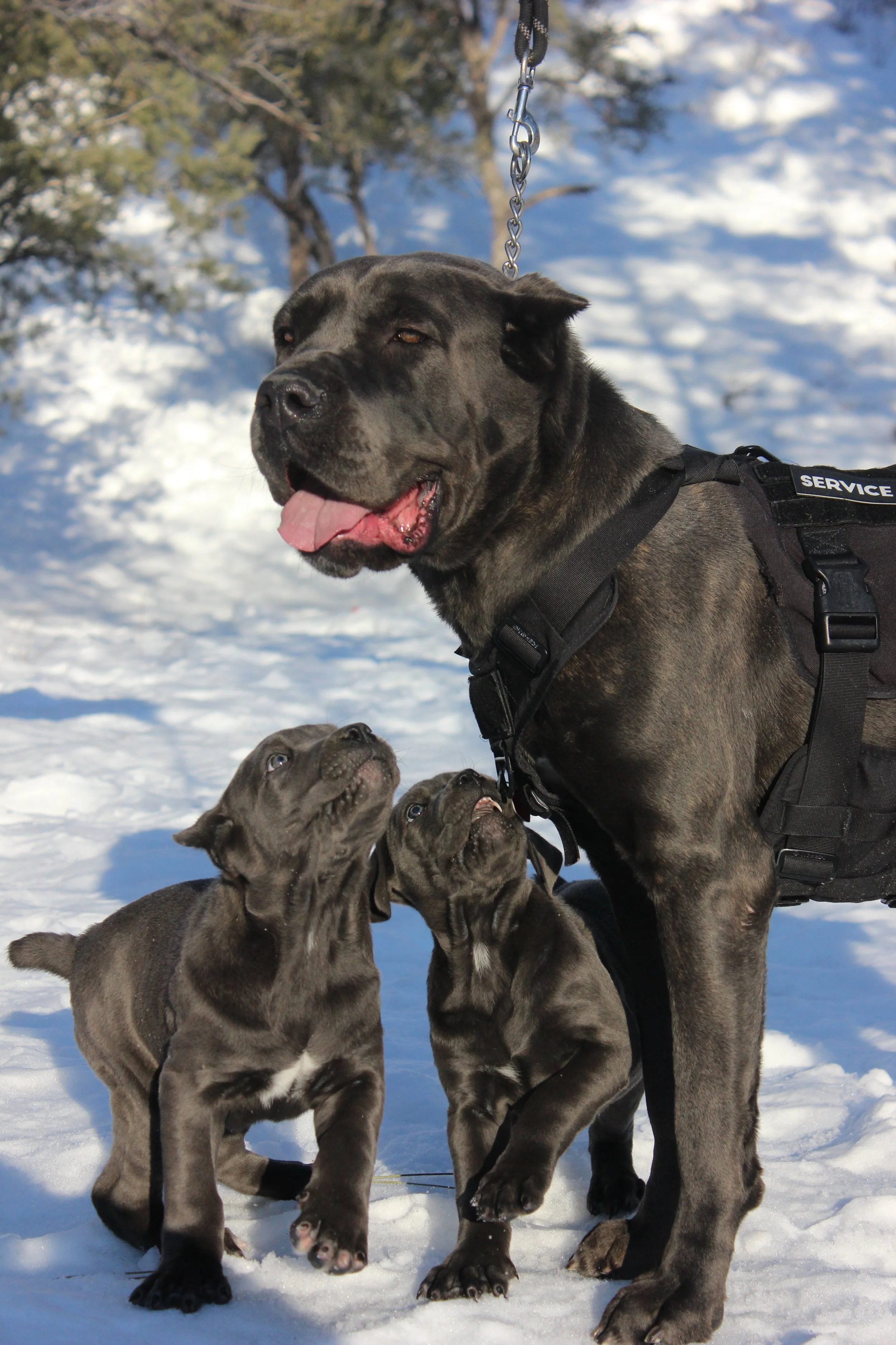 Cane Corso Dogs for Sale in Las Vegas Dogs Breeding Facility