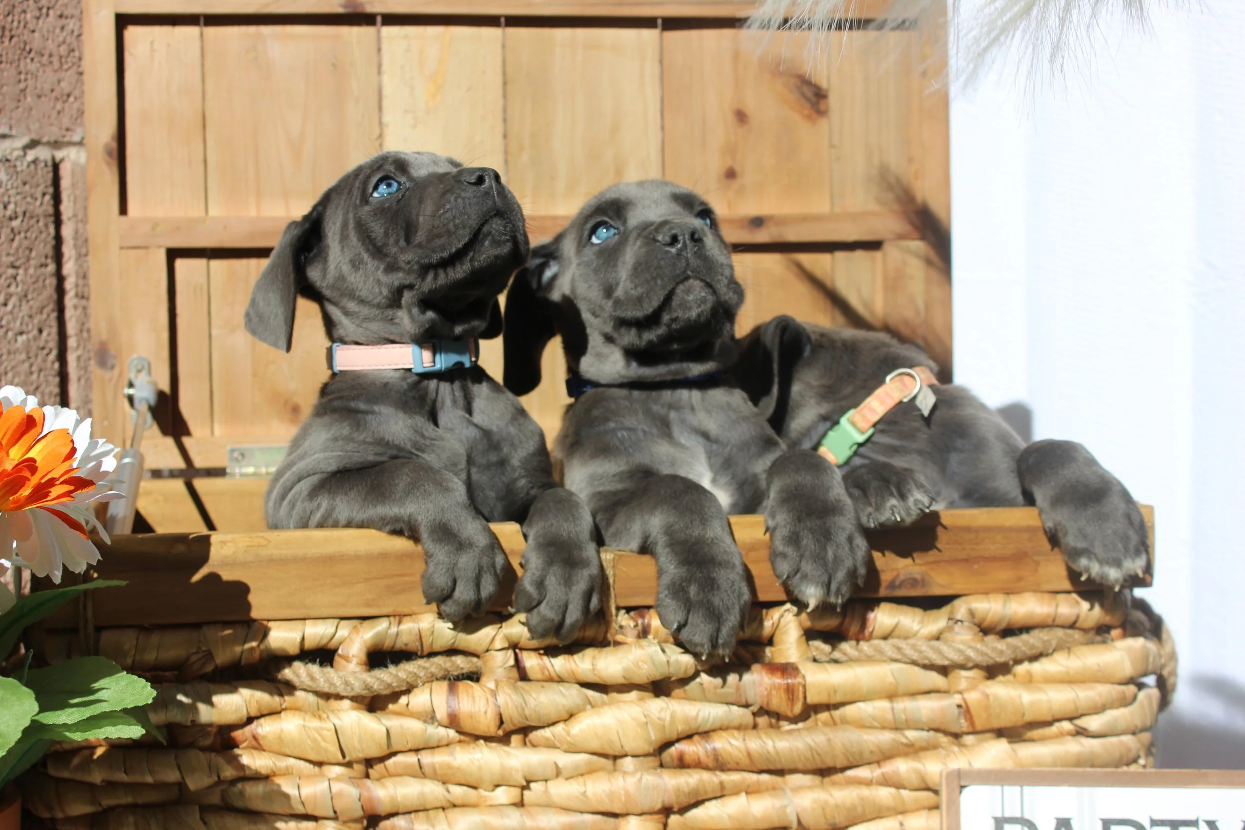 Cane Corso Dogs for Sale in Las Vegas Dogs Breeding Facility