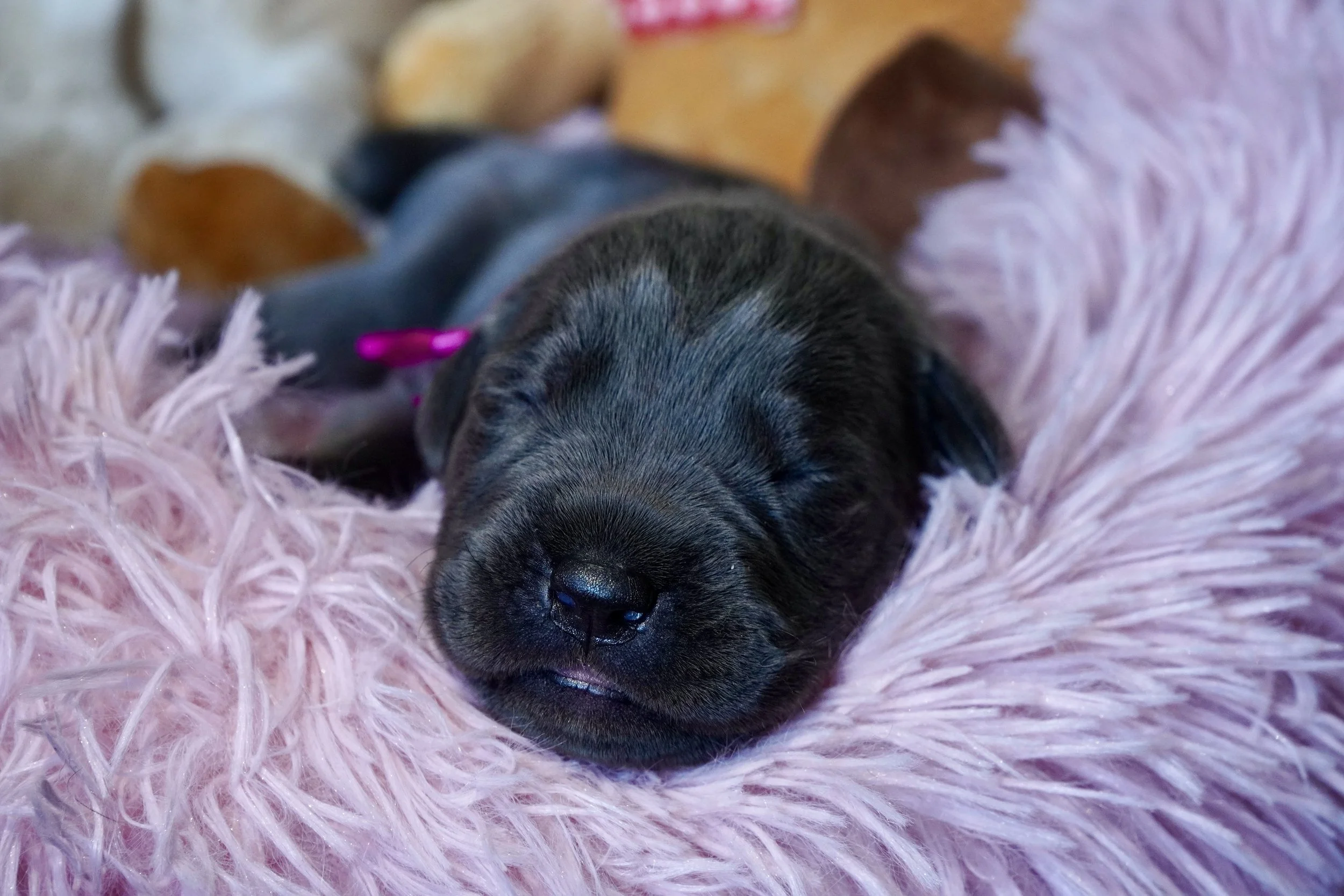 Cane Corso Puppies for Sale in Las Vegas Teztope Corsos — TezTope Corsos