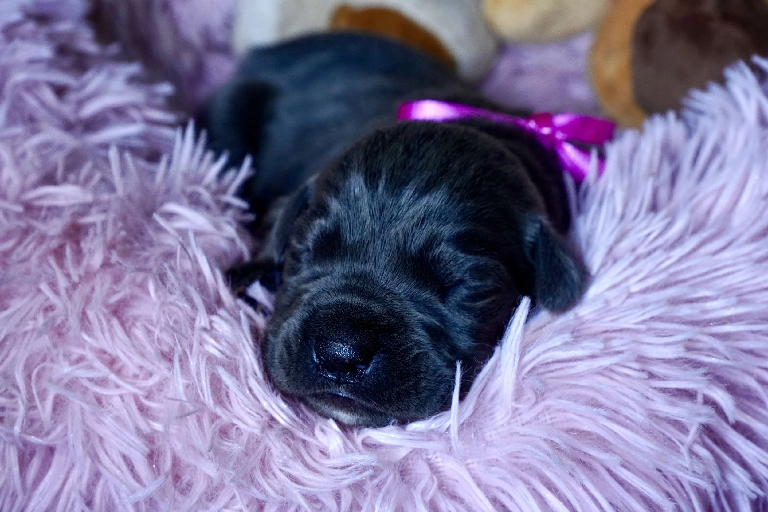 Cane Corso Puppies for Sale in Las Vegas Teztope Corsos — TezTope Corsos