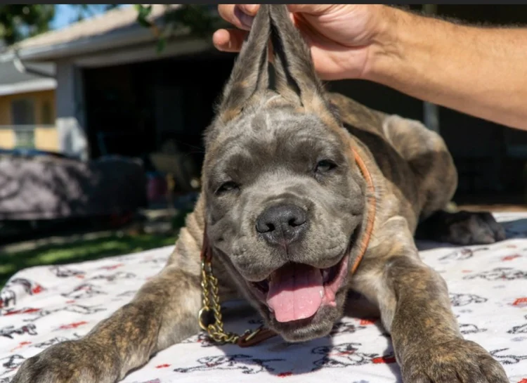 💚🐾 Teztope Cane Corsos. 1 RANKED Cane Corso Breeder in Las Vegas. They have the best Cane