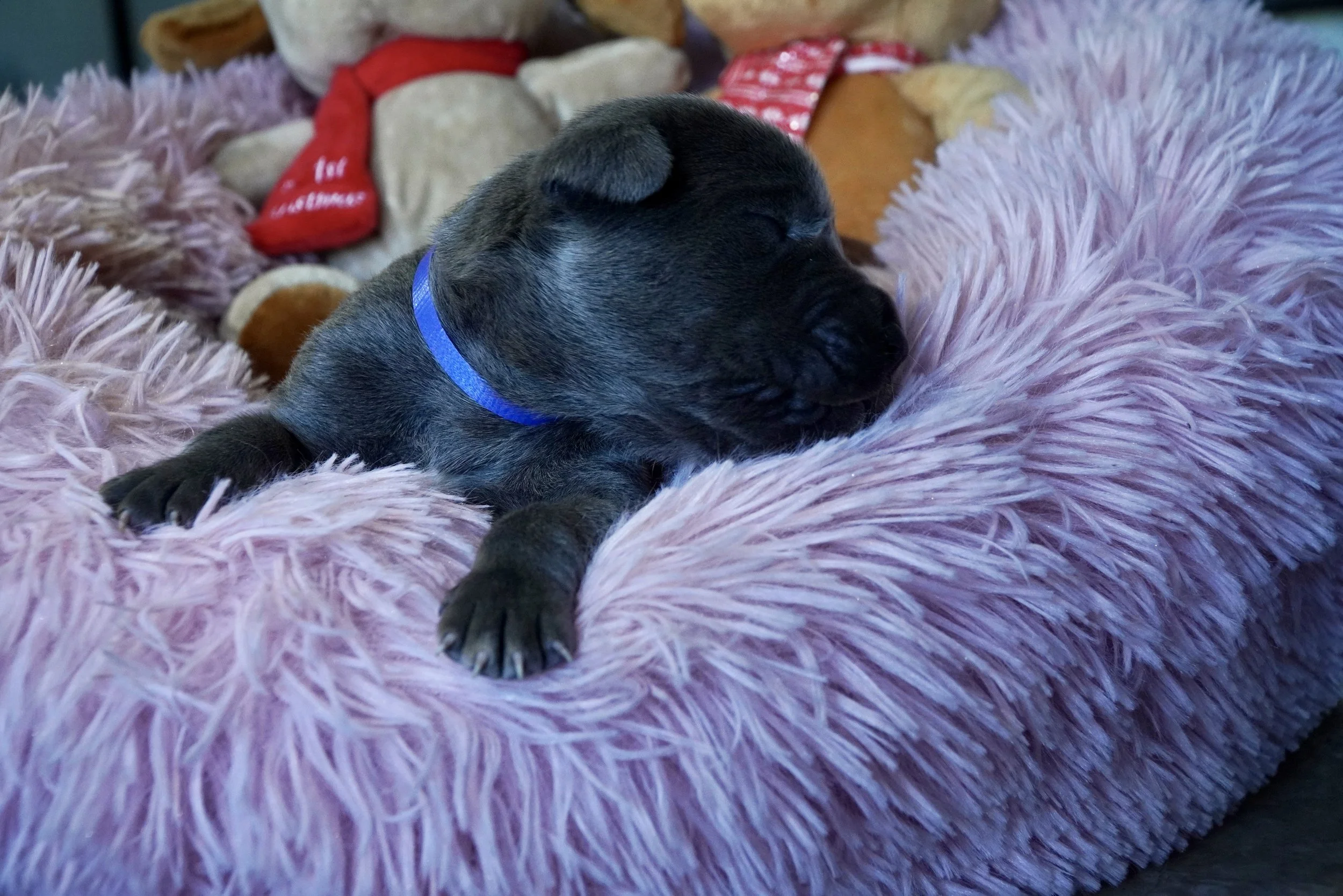 Cane Corso Puppies for Sale in Las Vegas Teztope Corsos — TezTope Corsos