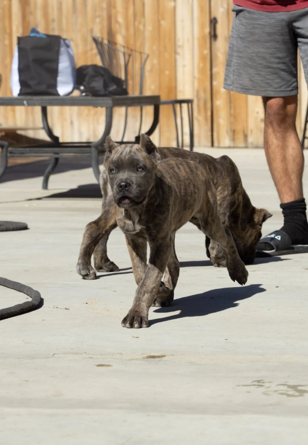💚🐾 Teztope Cane Corsos. 1 RANKED Cane Corso Breeder in Las Vegas. They