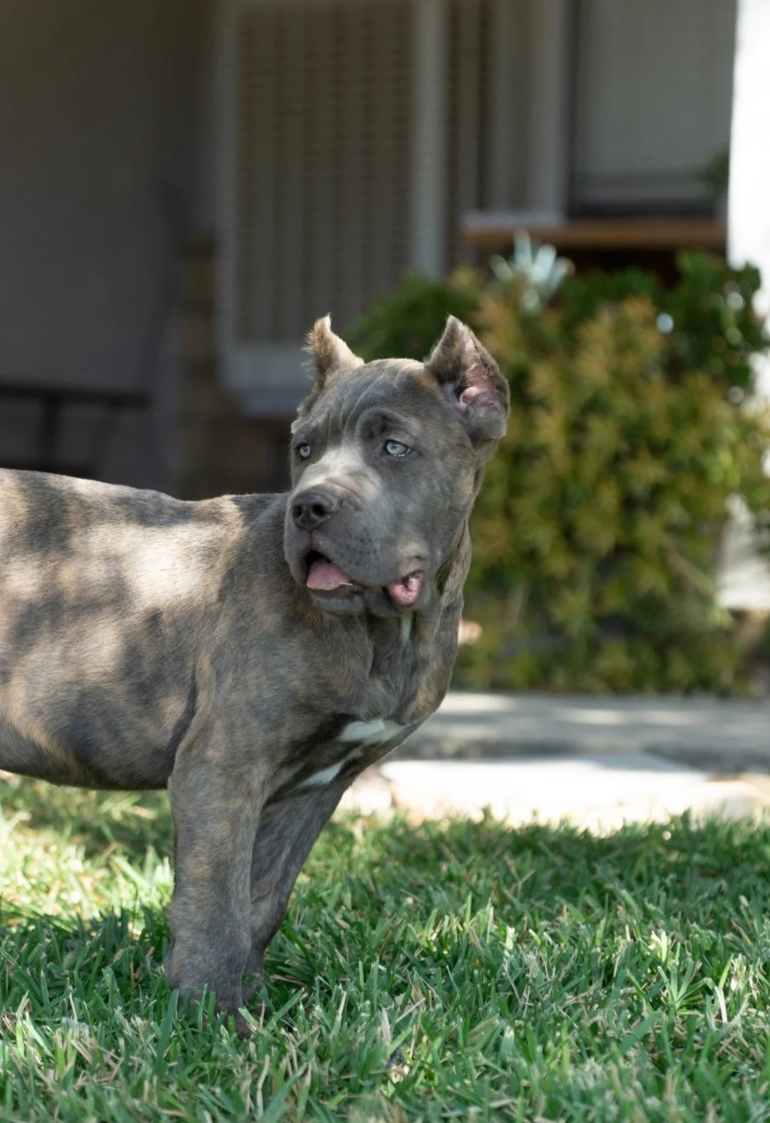 Cane Corso Puppies for Sale in Los Angeles Teztope Corsos Riverside