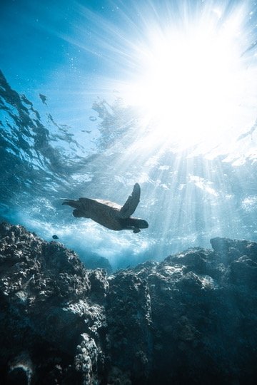 sea-turtle-snorkeling-na-pali.jpg