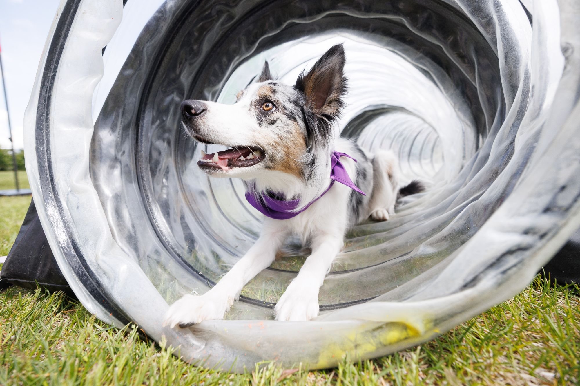 jpeg-optimizer_UD Tails and Treasures NZ-4714.jpg