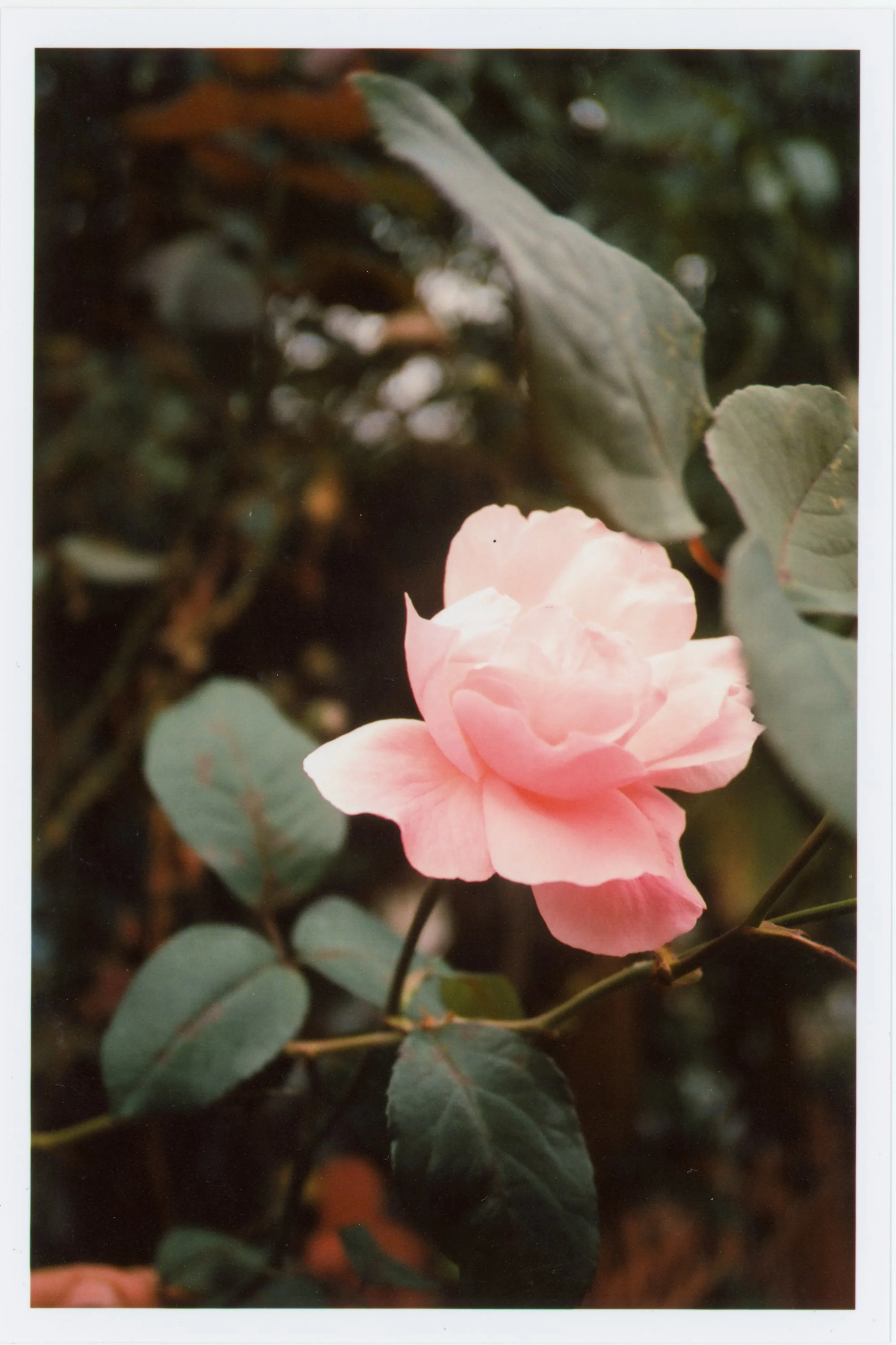 yaschicat4_20211103_ektar100 54.jpg