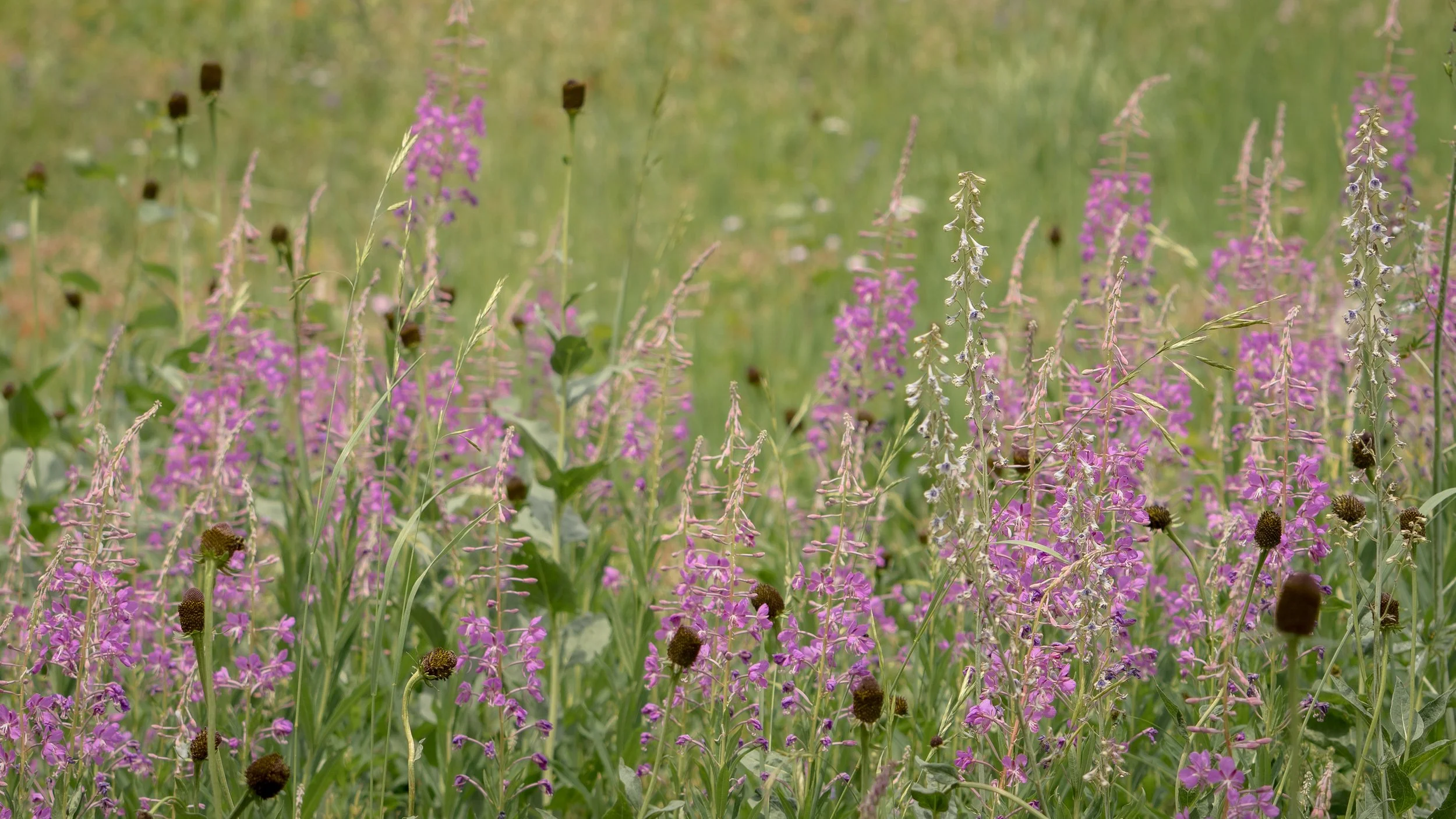 DM - A Little of Everything-011.jpg