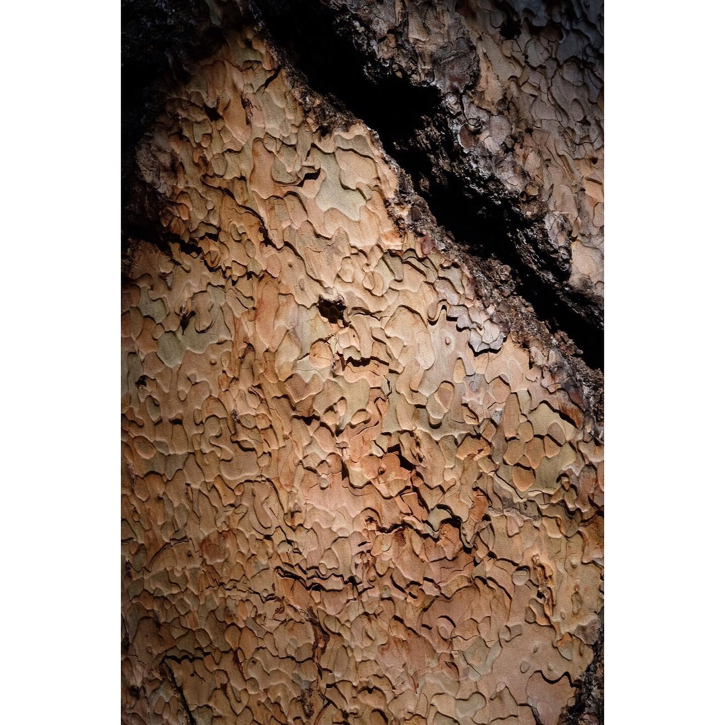 Bark of 500+ year old Pine, Tahoe State Park