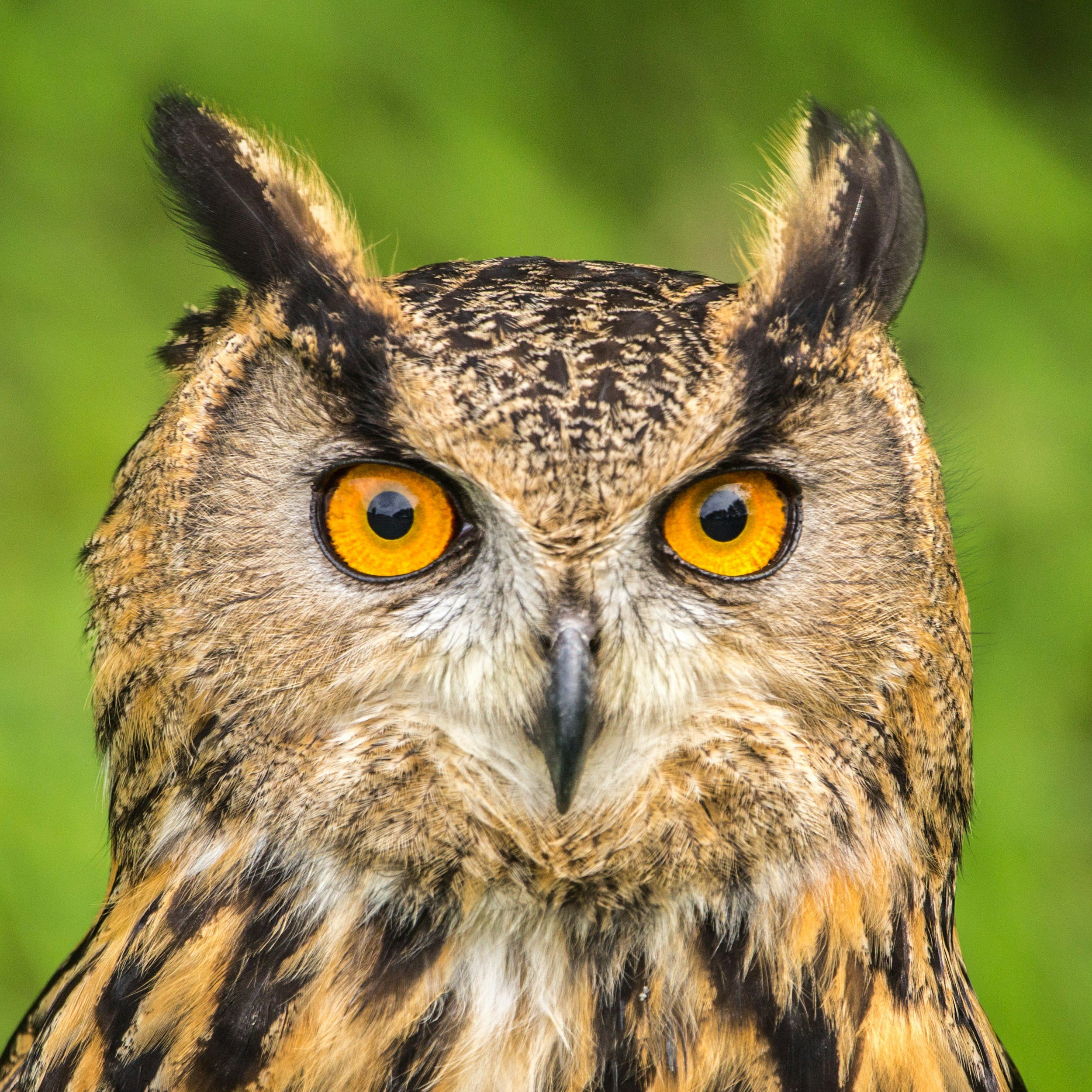 Close-up of an owl with bright yellow eyes and brown-black feathers against a green background.