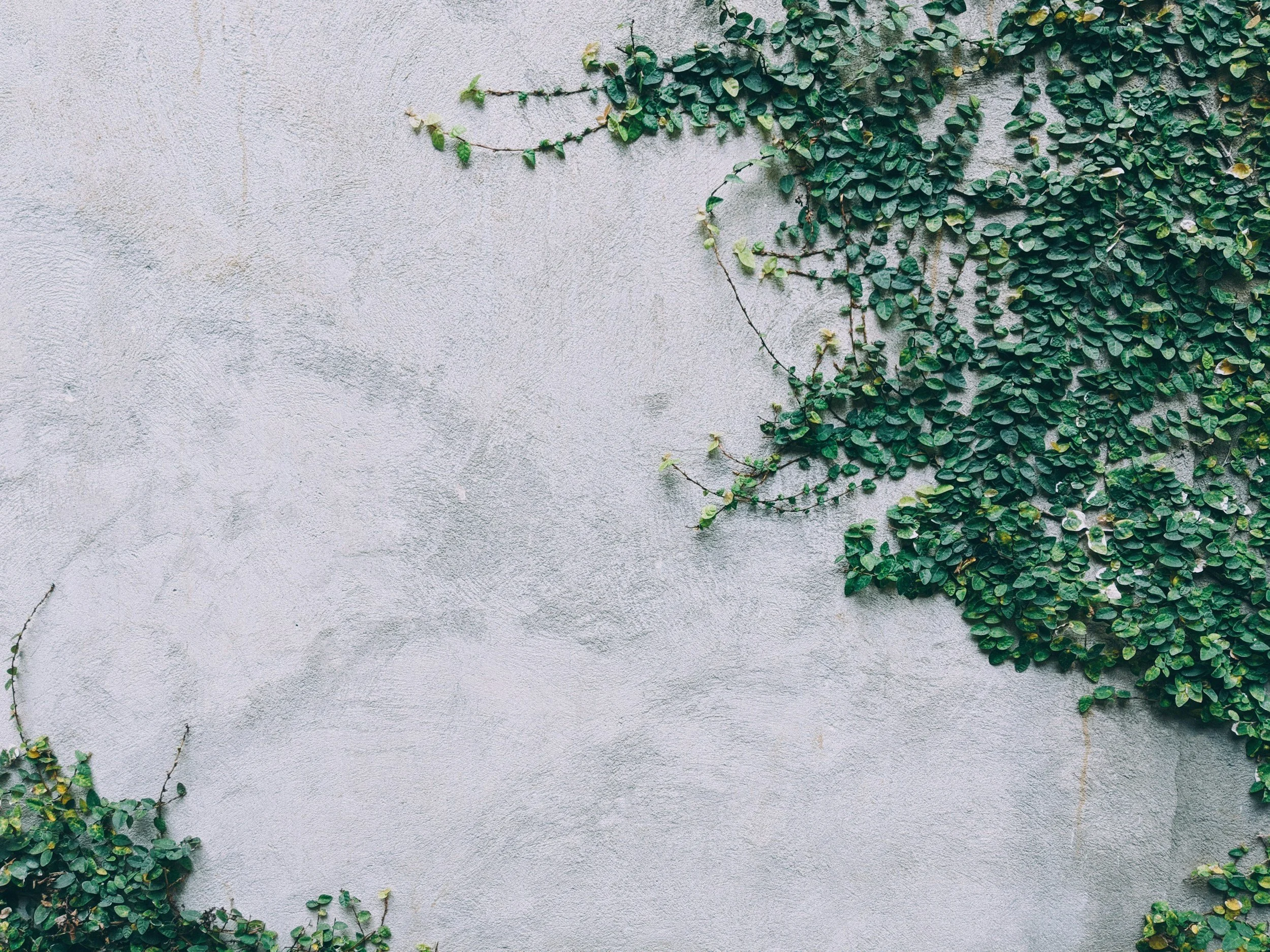 Climbing ivy on a light gray concrete wall.