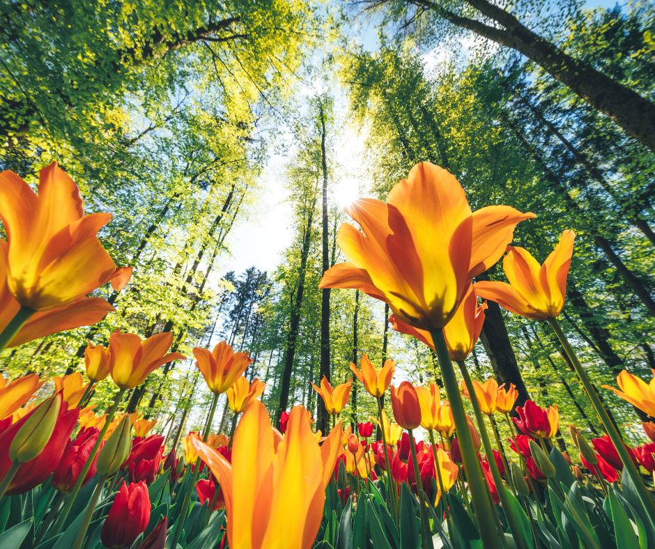 Bright yellow and orange tulips blooming in a field under tall green trees on a sunny day.